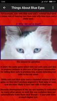 Blue Eyes Cat With Achille Predict Who Win Cup capture d'écran 1