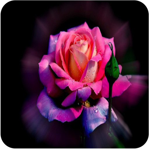 Beautiful Rose Images