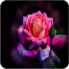 Beautiful Rose Images APK Herunterladen