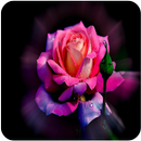 APK Beautiful Rose Images