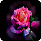 Beautiful Rose Images icône