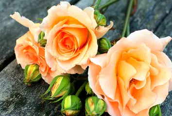 Скачать Flower Images APK