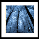 Blue forest Livewallpaper APK