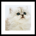 cutey cat wallpaper