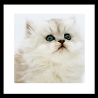 cutey cat wallpaper icône