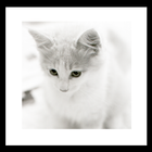 white shiny cat wallpaper icon