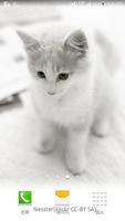 white shiny cat wallpaper Affiche