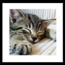 fallasleep kitten wallpaper APK