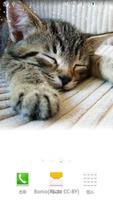 fallasleep kitten wallpaper Affiche