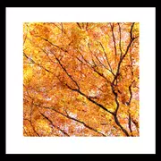 Fall leaves Livewallpaper