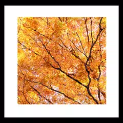 Fall leaves Livewallpaper APK Herunterladen