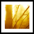 Fall morning Livewallpaper