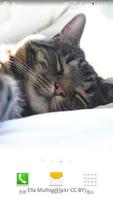Poster kitten nap wallpaper