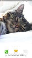 kitten nap wallpaper capture d'écran 1