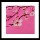 Pinkcherry Livewallpaper APK