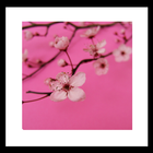진한핑크벚꽃배경 图标