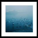 winter seagul wallpaper APK