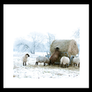 Winter Sheep Wallpaper APK