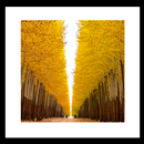 Yellow trees Livewallpaper APK