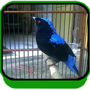 Suara Burung Cucak Biru Joss APK