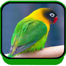 Suara Lovebird Full Isian Offline APK