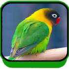 Suara Lovebird Full Isian Offline icône