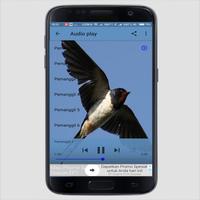 Suara Pemikat Burung Walet Lengkap capture d'écran 3