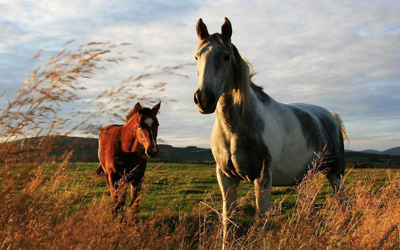 Horses Free HD live wallpaper APK per Android Download