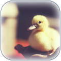 Duck Wallpaper