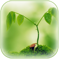 Green Wallpaper