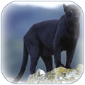 Panther Wallpaper