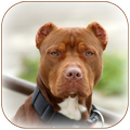 Pitbull Wallpaper
