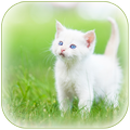 White Kitten Wallpaper