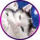 photos best cats APK