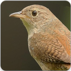 Wren Song : Wren Call , Wren Sound , Wren Singing icon