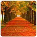 Autumn Live Wallpapers APK