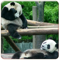 Panda Live Wallpapers