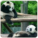 Panda Live Wallpapers icône