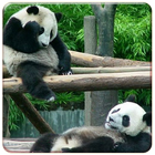 Icona Panda Live Wallpapers