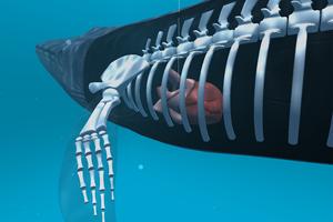 Blue Whale videos 360 海報