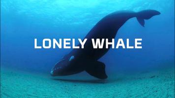 Blue Whale videos 360 截圖 1