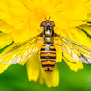 Insects in Phone Screen Prank APK