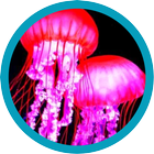 Beautiful Jellyfish Pics icône