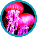 Beautiful Jellyfish Pics APK