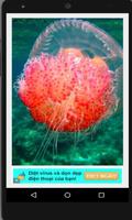 Beautiful Jellyfish Pics Affiche
