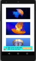 Beautiful Jellyfish Pics capture d'écran 2