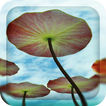 3D Water Lilies Live Wallpaper