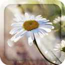 On The Road Live Wallpaper APK
