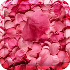Flower Petals 3D Wallpaper HD icône