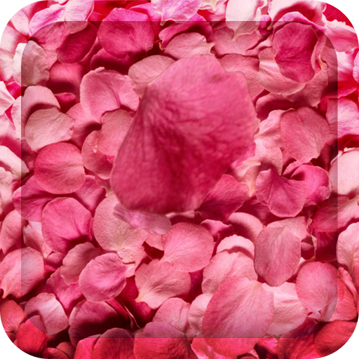 Flower Petals 3D Wallpaper HD